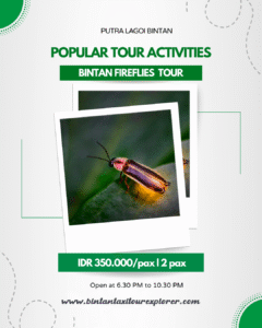 Bintan FireFlies TOur